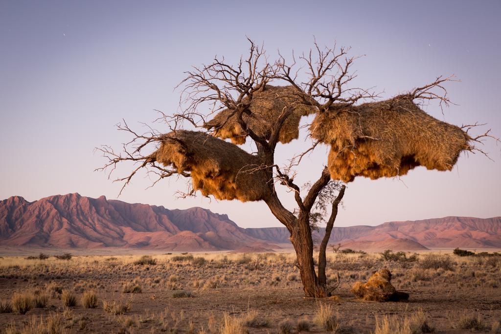 Desert Camp Сесрием Экстерьер фото